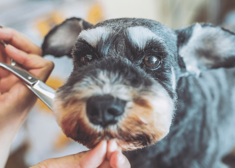 dog getting hair around face shaped