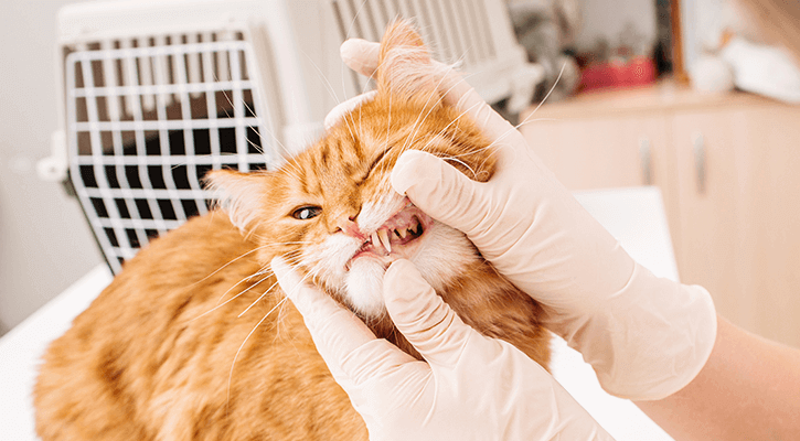 Cat getting its teeth checked