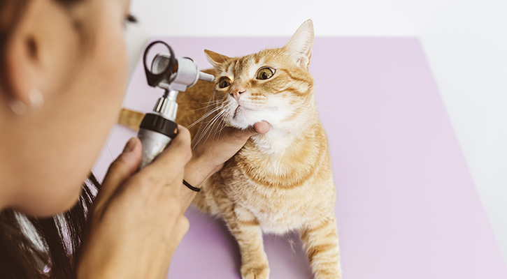 Cat having its eyes examined