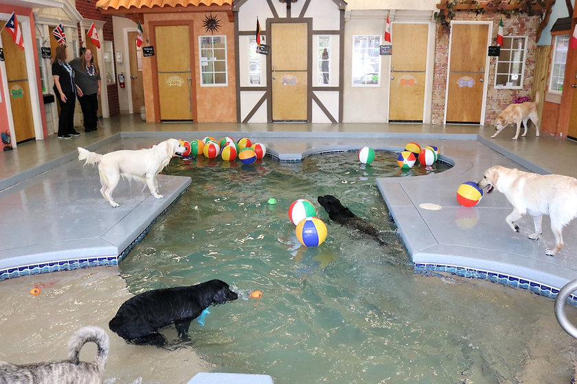 dogs enjoying indoor pool