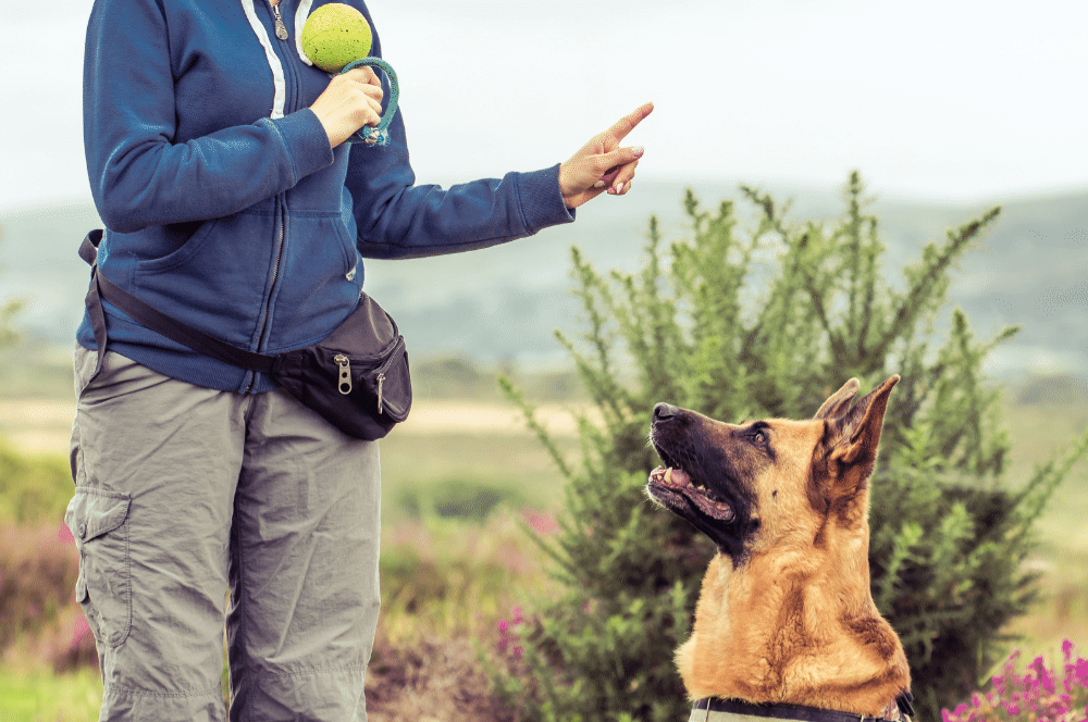 dog following sit command