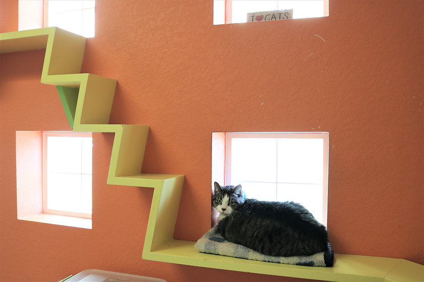 Cat lounges on a platform under a window
