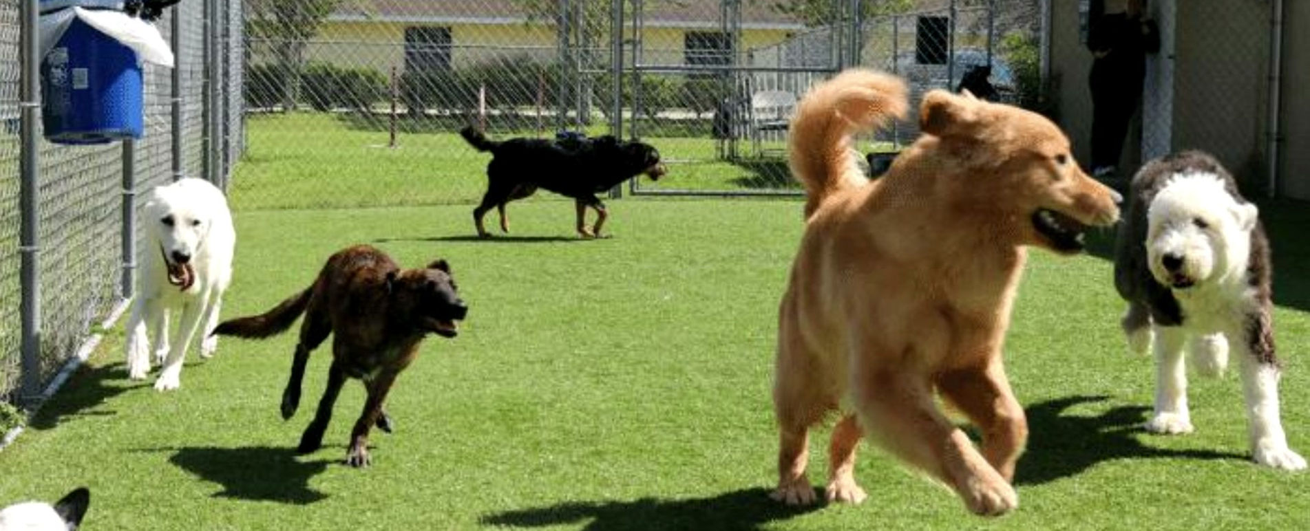 Dogs play in a gated grassy area