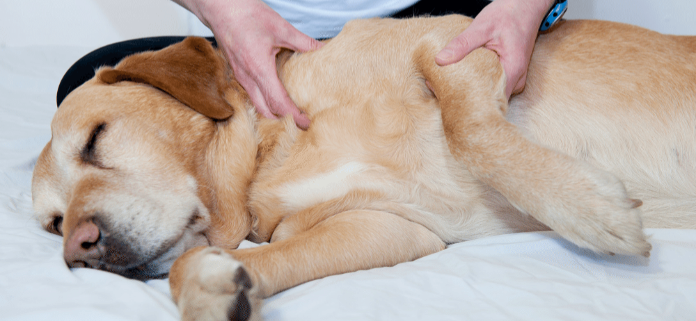Dog getting a massage