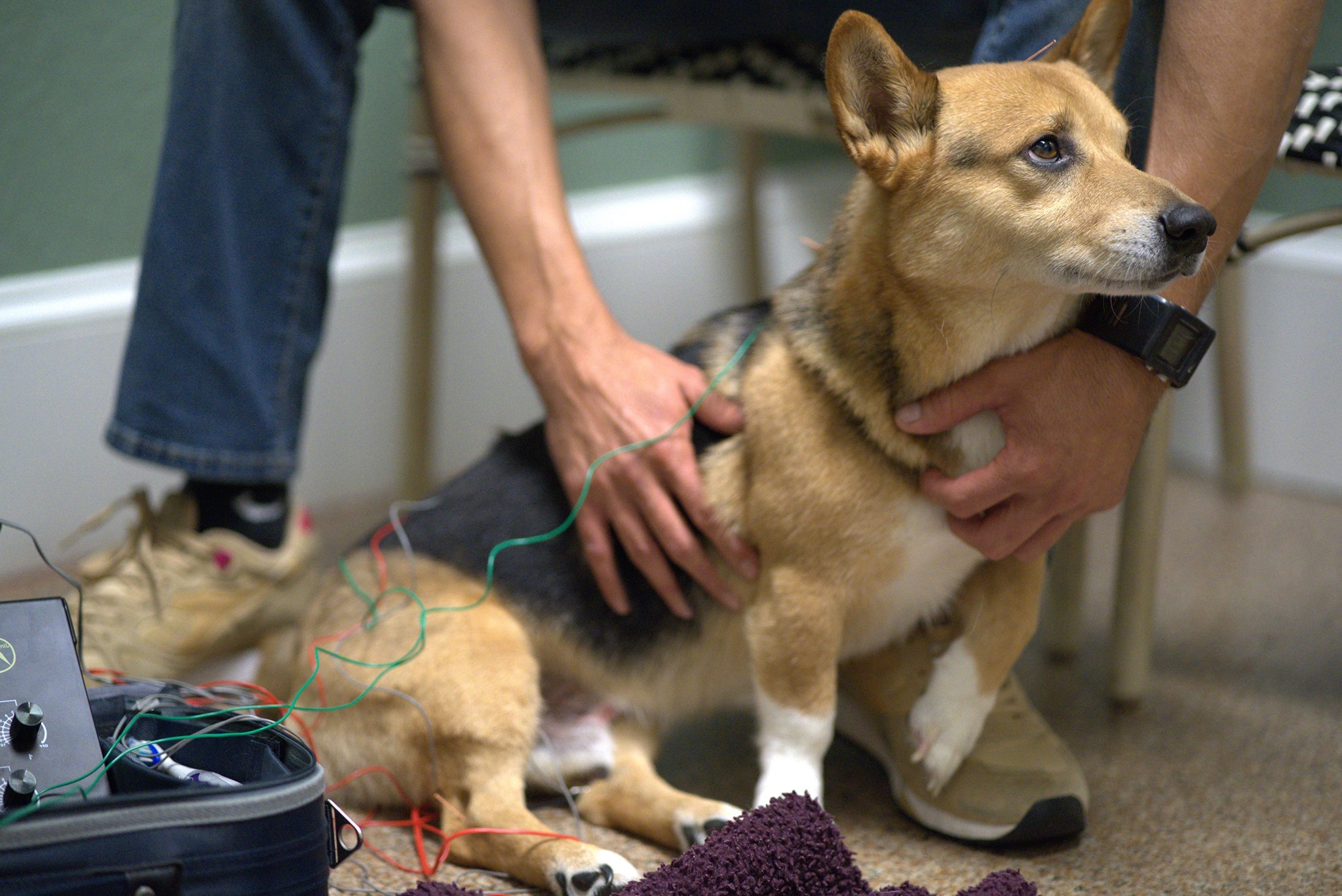 dog getting an electrode stimulation treatment