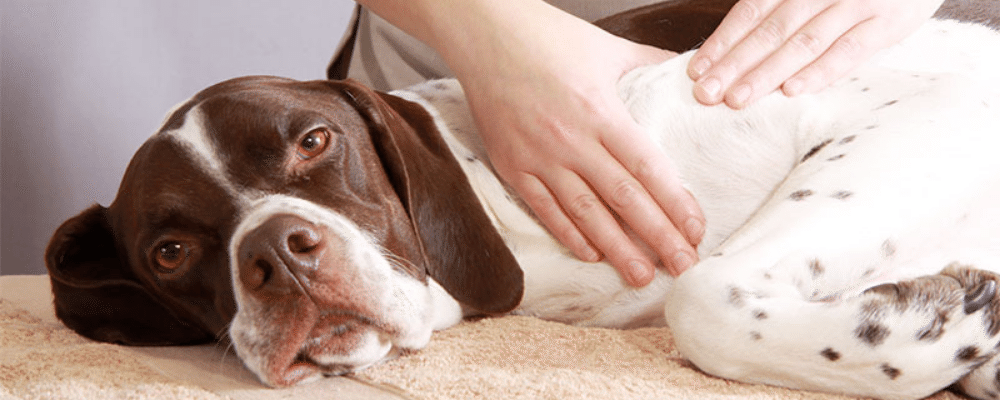 dog lays on table while having a veterinary medical manipulation treatment